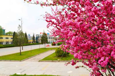 滿(mǎn)園春色